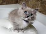 Adorable Sweet TICA Blue Mitted Sepia Cherubim Rag - Ragdoll Kitten For Sale - Huntsville&comma; AL&comma; US