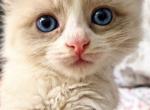 kitten 1 - Ragdoll Kitten For Adoption - Manhattan&comma; NY&comma; US