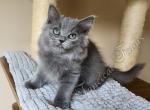 Precious TICA Blue Solid Cherubim Ragdoll Kitten D - Ragdoll Kitten For Sale - Huntsville&comma; AL&comma; US