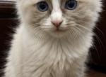 Kitten 2 - Ragdoll Kitten For Adoption - Corona&comma; NY&comma; US