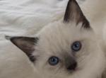 Kitten 1 siamese - Siamese Kitten For Sale - Manhattan&comma; NY&comma; US