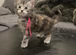 Juniper - Maine Coon Kitten For Sale - Gainesville&comma; GA&comma; US