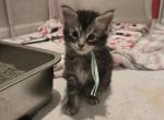 Ivy - Maine Coon Kitten For Sale - Gainesville&comma; GA&comma; US
