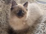 Baby male2 - Ragdoll Kitten For Sale - Syracuse&comma; NY&comma; US