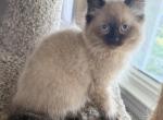 Baby male2 - Ragdoll Kitten For Sale - Syracuse&comma; NY&comma; US