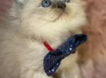 Blue point - Ragdoll Kitten For Sale - 