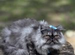 Sapphire's black smoke boy - Exotic Kitten For Sale - 