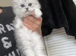 Snow - Scottish Straight Kitten For Sale - 