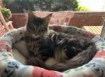 Elphaba - Maine Coon Kitten For Sale - 