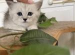 Sugar - Scottish Straight Kitten For Sale - Chicago&comma; IL&comma; US