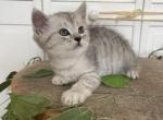 Sky - Scottish Straight Kitten For Sale - Chicago&comma; IL&comma; US