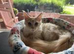 Boq - Maine Coon Kitten For Sale - 
