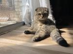 Lily - Scottish Fold Kitten For Sale - 
