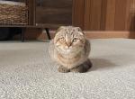 Luna - Scottish Fold Kitten For Sale - 