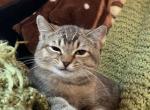 Stella - Scottish Straight Kitten For Sale - 