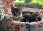 Grimmerie - Maine Coon Kitten For Sale - Allentown&comma; PA&comma; US