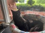 Pfanne - Maine Coon Kitten For Sale - Allentown&comma; PA&comma; US