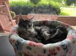 Wizard - Maine Coon Kitten For Sale - Allentown&comma; PA&comma; US