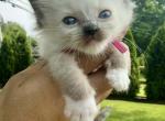 Hot pink collar female seal mitted - Ragdoll Kitten For Sale - Adamstown&comma; PA&comma; US