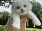 Mint collar female seal bi color - Ragdoll Kitten For Sale - Adamstown&comma; PA&comma; US