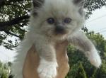 Red collar male seal mitted - Ragdoll Kitten For Sale - Adamstown&comma; PA&comma; US