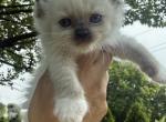 Green collar male seal mitted - Ragdoll Kitten For Sale - Adamstown&comma; PA&comma; US