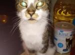Alex - Domestic Cat For Adoption - Columbus&comma; OH&comma; US