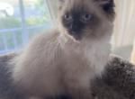 BabyMALE1 - Ragdoll Kitten For Sale - Syracuse&comma; NY&comma; US
