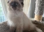 BabyMALE1 - Ragdoll Kitten For Sale - Syracuse&comma; NY&comma; US