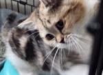 Sorrow - British Shorthair Kitten For Sale - 