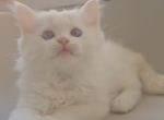 Gnocchi Cream Bicolor - Ragdoll Kitten For Sale - Frisco&comma; TX&comma; US