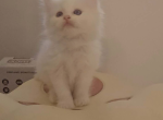 Mellow Cream Bicolor - Ragdoll Kitten For Sale - Frisco&comma; TX&comma; US