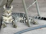 Silver Savannah Boys  Unique American Curl Ears - Savannah Kitten For Sale - UT&comma; US