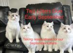 September Litters - Ragdoll Kitten For Sale - Columbia&comma; MD&comma; US
