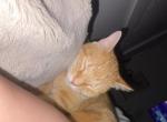 pumpkin - Domestic Cat For Adoption - Lakeland&comma; FL&comma; US