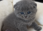 Scottish fold blue boy - Scottish Fold Kitten For Sale - Champions Gate&comma; FL&comma; US