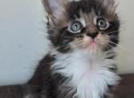 Michael - Maine Coon Kitten For Sale - Brooklyn&comma; NY&comma; US