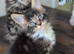 Danny - Maine Coon Kitten For Sale - Brooklyn&comma; NY&comma; US
