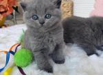 Scottish straight boy blue - Scottish Straight Kitten For Sale - Champions Gate&comma; FL&comma; US