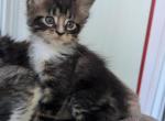 Kate - Maine Coon Kitten For Sale - Brooklyn&comma; NY&comma; US