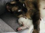 Siamese kitten - Siamese Kitten For Sale - 