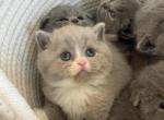 Cinnamon Scottish straight girl - Scottish Straight Kitten For Sale - Champions Gate&comma; FL&comma; US