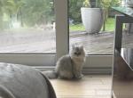 coco - Persian Kitten For Sale - 