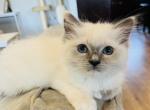 Charlie & Marlie - Ragdoll Kitten For Sale - Saint Clair&comma; MI&comma; US