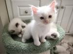 Purebred male flame point kitten - Ragdoll Kitten For Sale - Beavercreek&comma; OH&comma; US