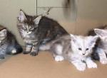Beautiful kittens - Maine Coon Kitten For Sale - Connellsville&comma; PA&comma; US