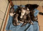 Beautiful Maine Coon kittens - Maine Coon Kitten For Sale - 