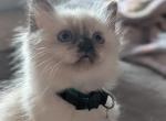 Juniper - Ragdoll Kitten For Sale - 