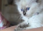 Julia - Ragdoll Kitten For Sale - Fountain&comma; CO&comma; US