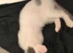 P&uacute;a - American Shorthair Kitten For Adoption - Phoenix&comma; AZ&comma; US